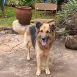 Cats & Dogs Profile Picture