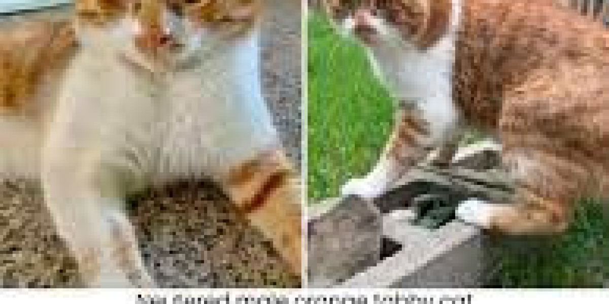 Lost and Found Dogs & Found Pets: Reunite Fast | GetItBk.com